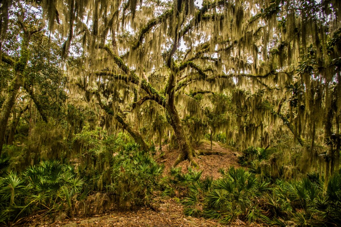 Little St Simons, United States, mossy oaks
