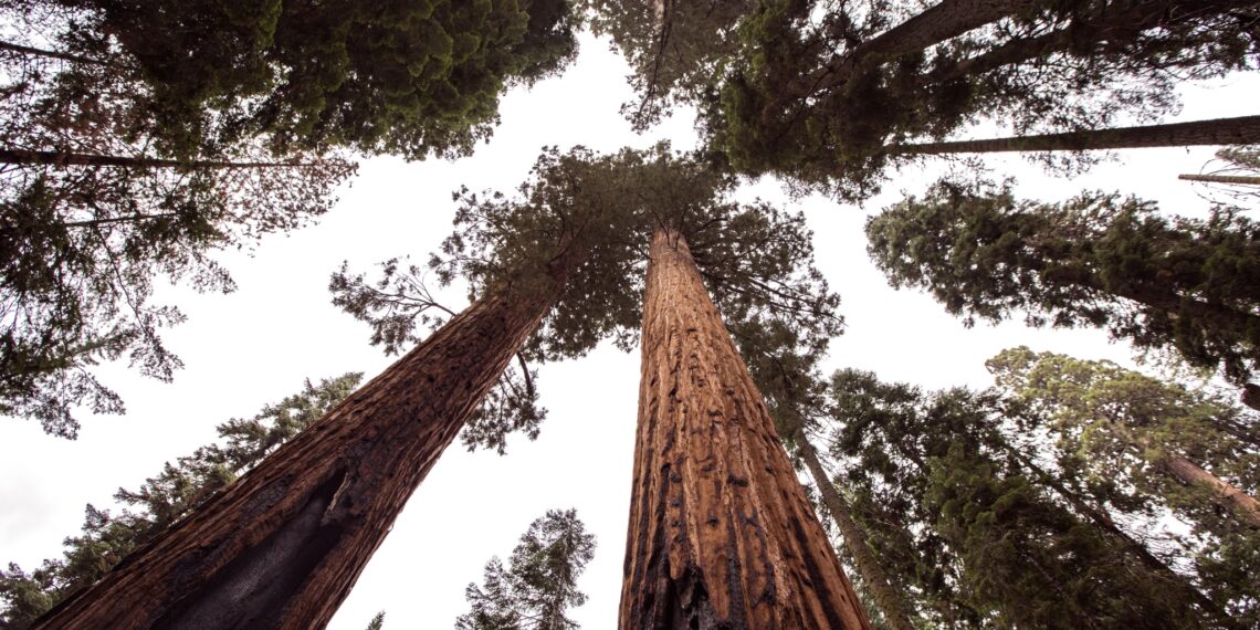 Sequoia en Kings Canyon National Park,Verenigde Staten,sequoia boom