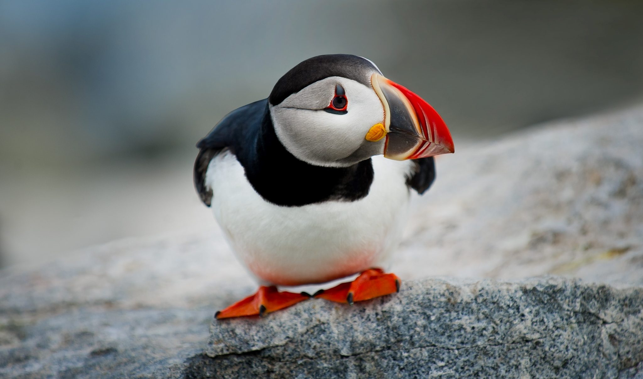 Round trip through the islands of Maine, United States, puffin single