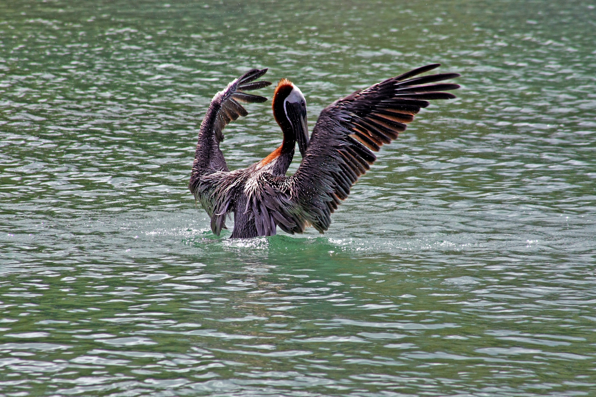 Mooiste natuur van Mexico,Mexico,pelikaan