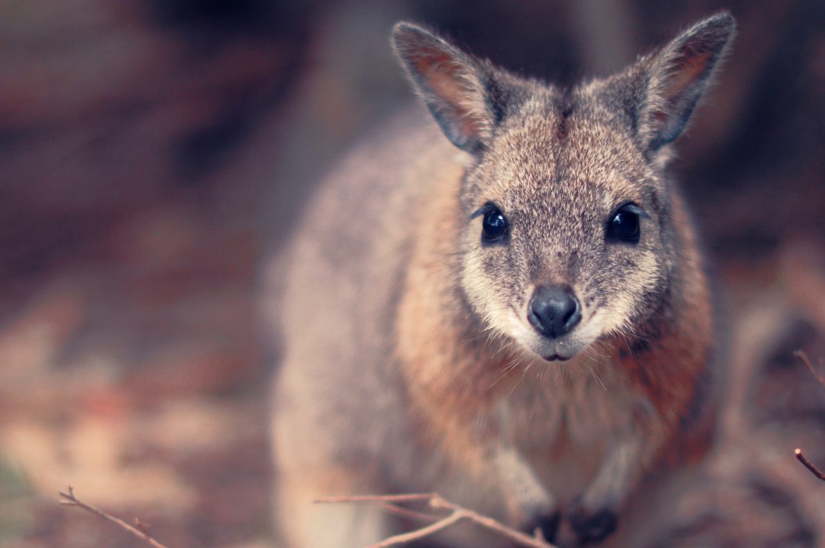 Kangaroo Island,Australië,wallaby