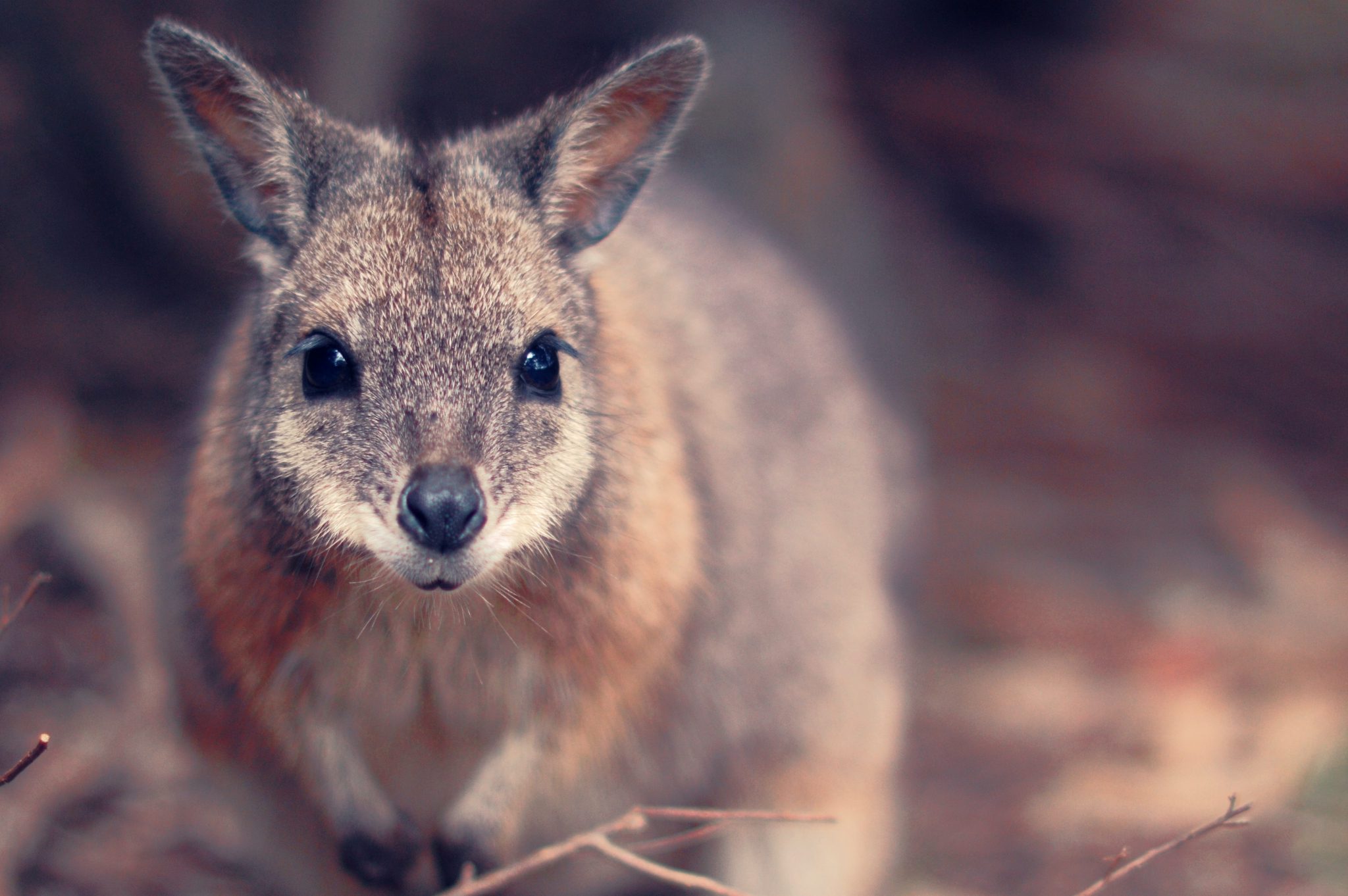 Kangaroo Island,Australië,wallaby