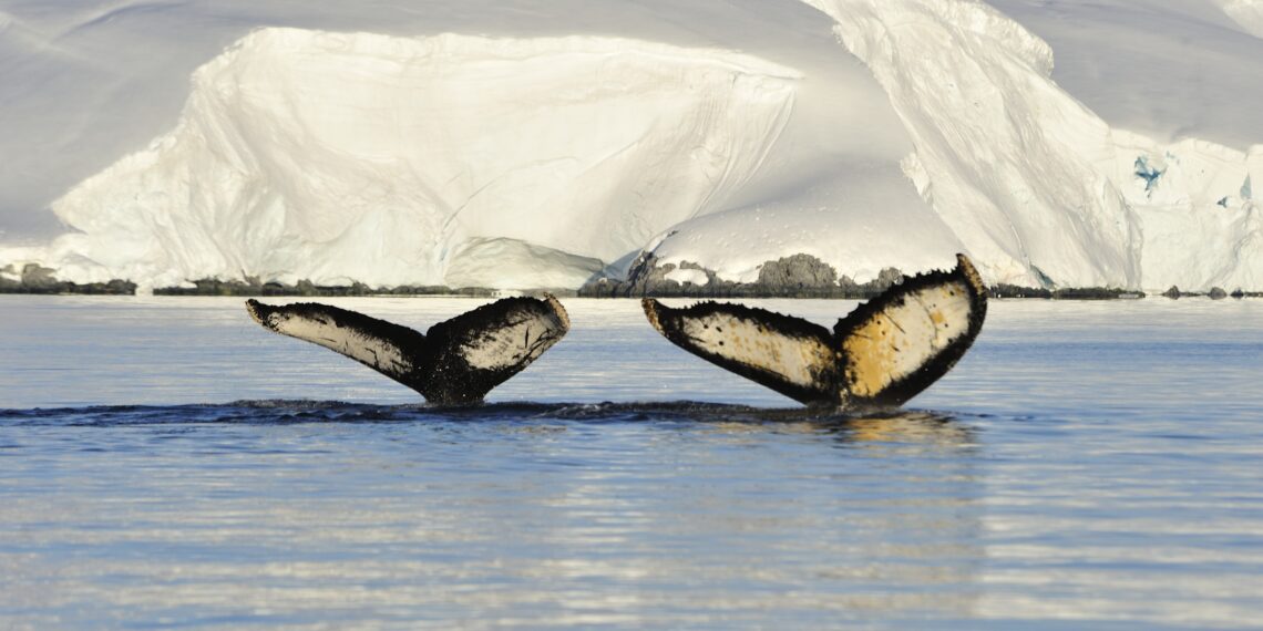 Expeditiecruise Antarctica 21