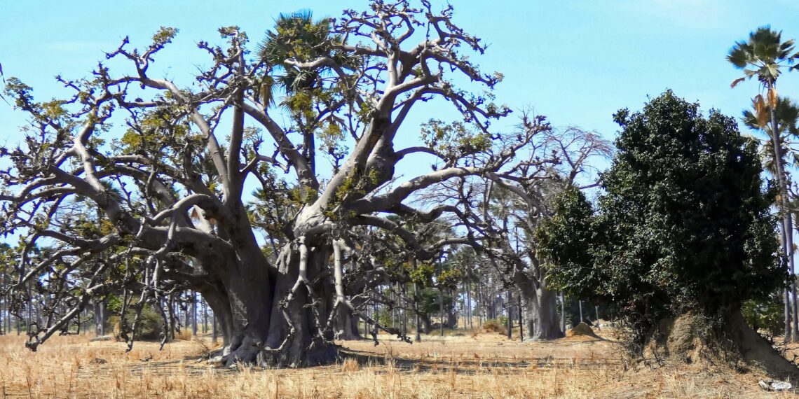 klantenervaring Eric - Senegal - baobab