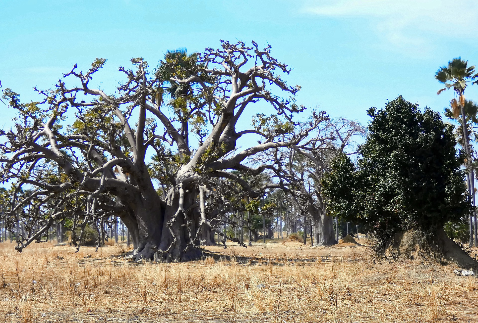 klantenervaring Eric - Senegal - baobab