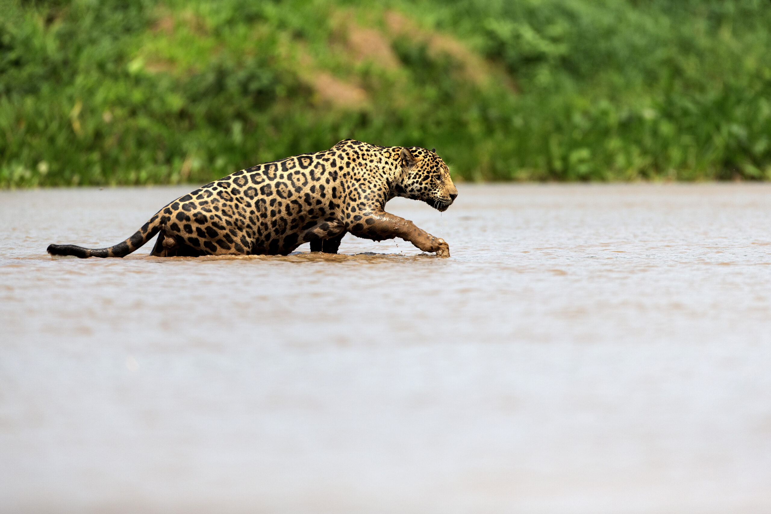 Brazil - Untamed Travelling