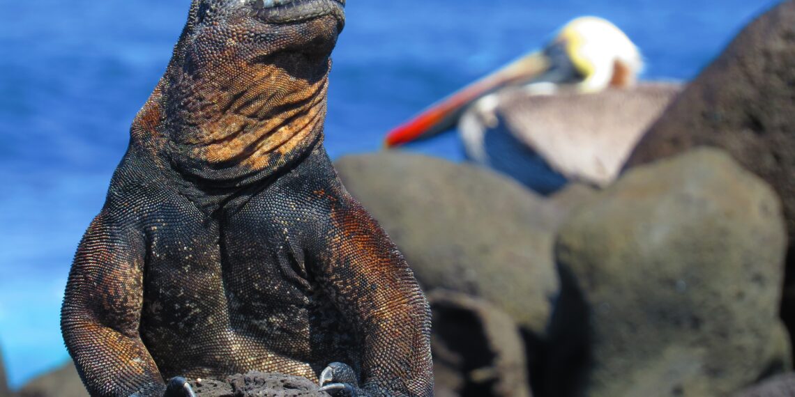 Klantervaring Patricia en kinderen,Ecuador en Galapagos,wildlife