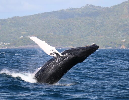 Samana,Dominicaanse Republiek,walvissen spotten