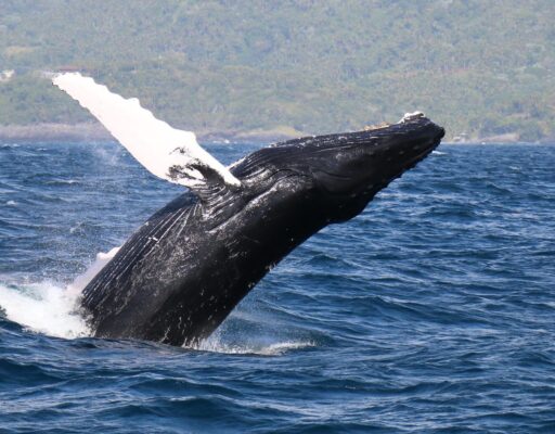 Samana,Dominicaanse Republiek,walvissen spotten