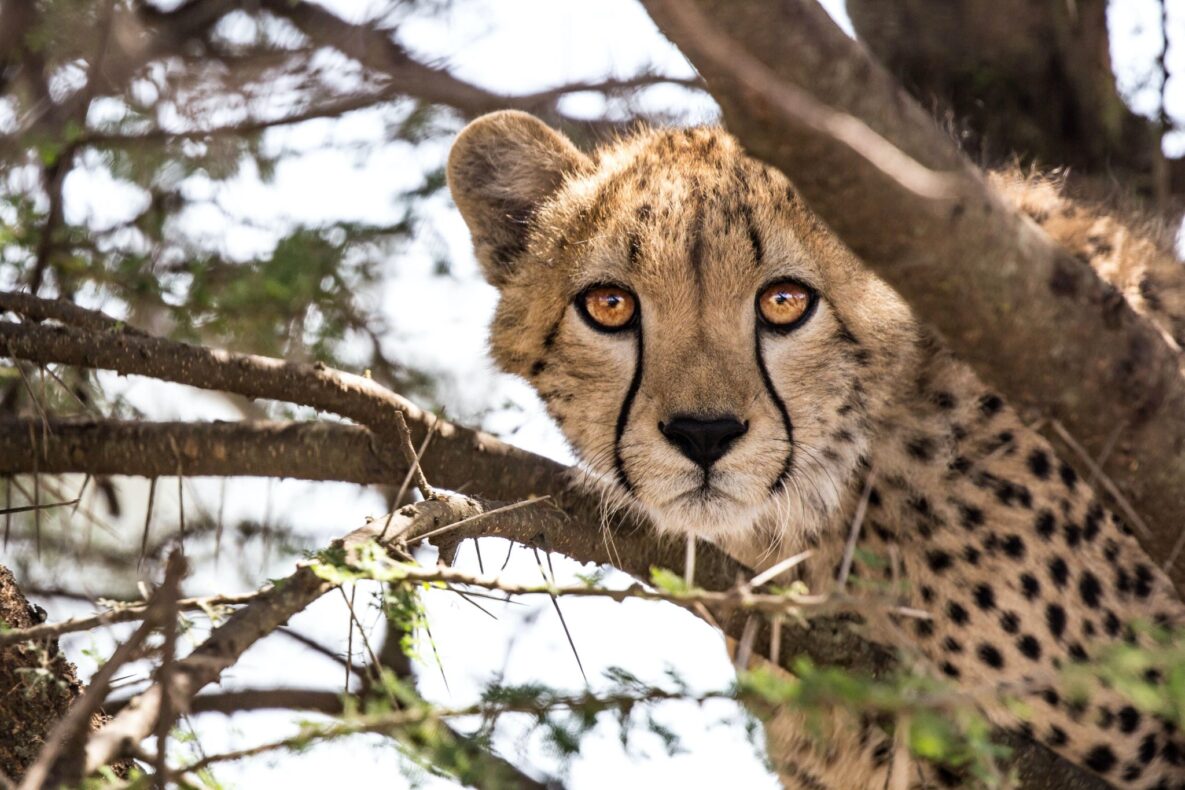Klantervaring Thom en Ger,Zuid-Afrika,cheetah in boom