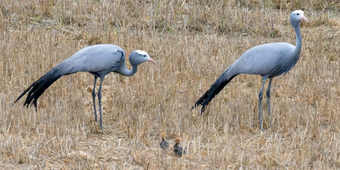Klantervaring Ward en Inge,Zuid-Afrika,kraanvogels met kuikens