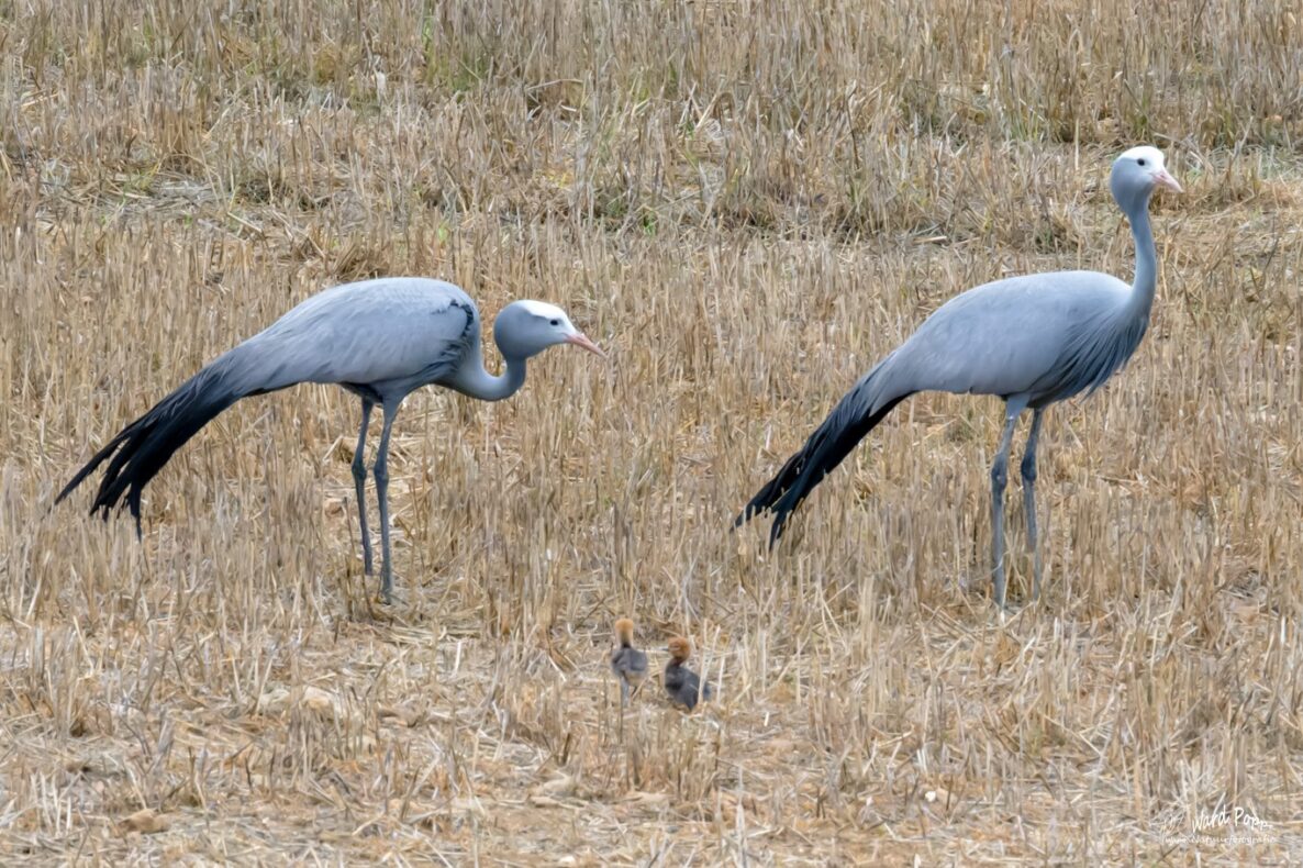 Klantervaring Ward en Inge,Zuid-Afrika,kraanvogels met kuikens