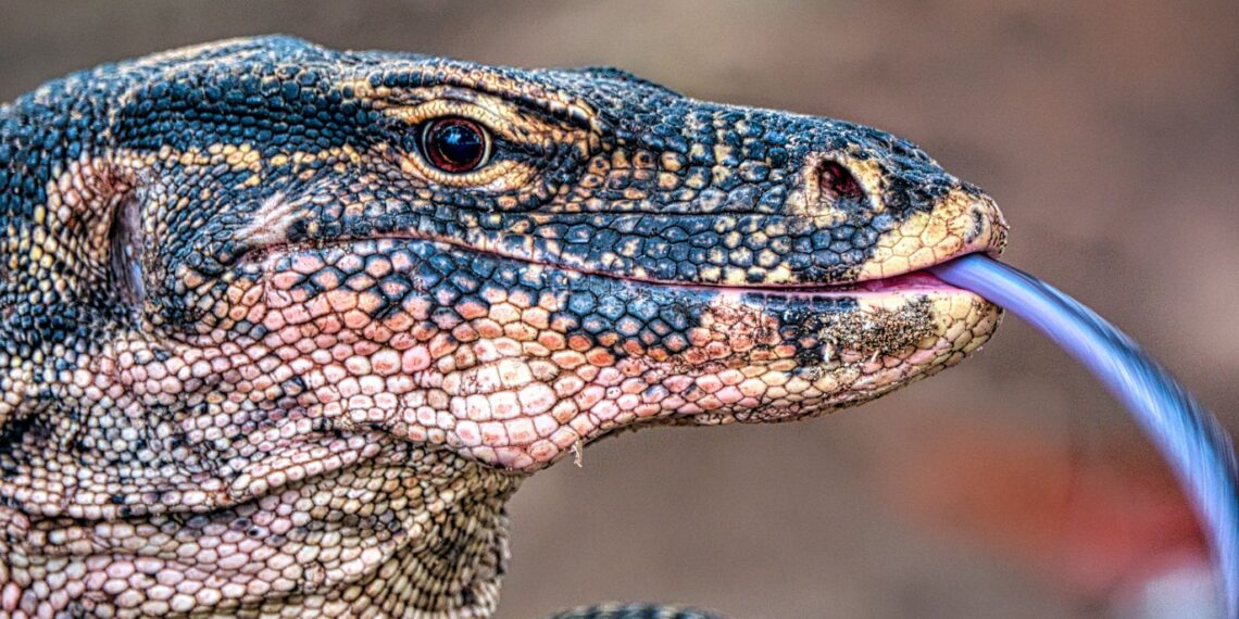 Rondreis Kleine Sunda eilanden,Indonesië.Komodovaraan
