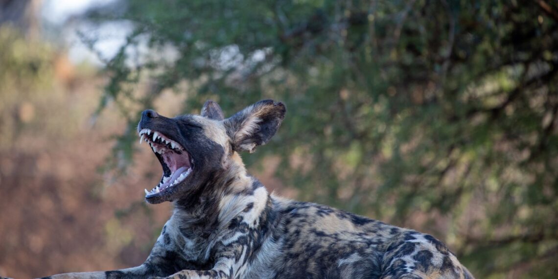 Klantervaring Cees en Saskia,Botswana,wilde honden