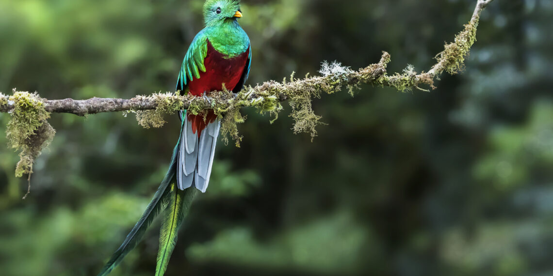 Birding Costa Rica - vogelreis Untamed Travelling
