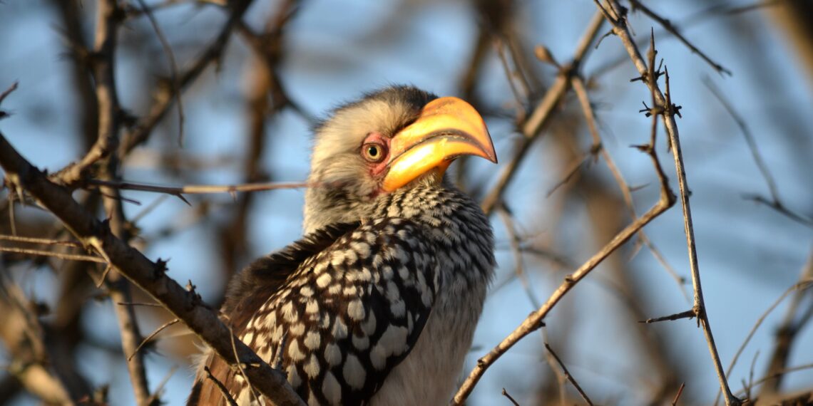 Klantervaring Marilene en collega's,Zuid-Afrika,vogel