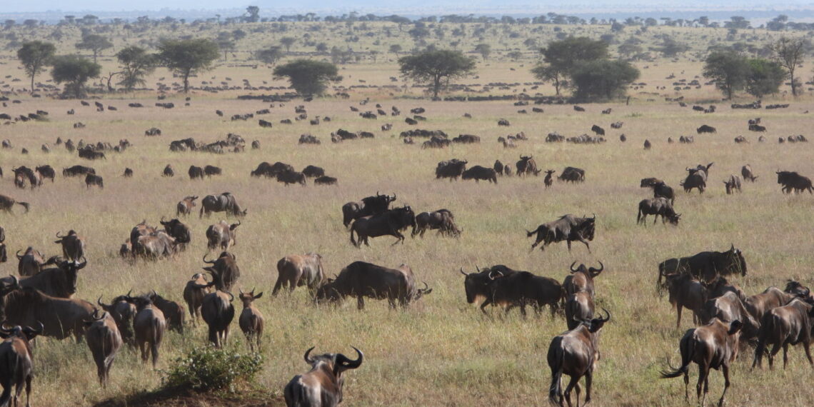 Blog Michal, het Noorden van Tanzania