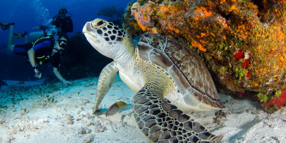 Duik en snorkelparadijs,Guadeloupe,zeechildpad