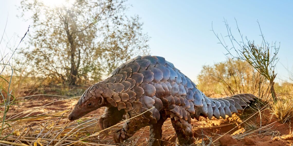 Zuid-Afrika,Tswau Kalahari