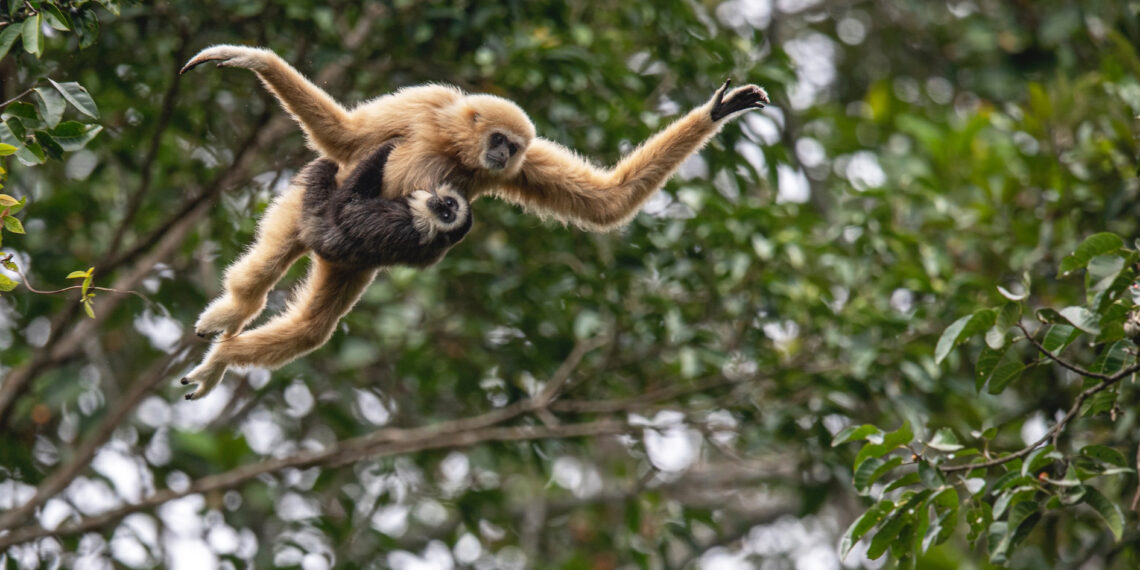 Onverwacht Thailand- gibbon