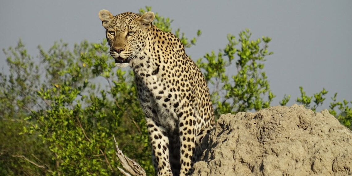 Klantervaring Petra en Dymfie,Zuid-Afrika,luipaard Simbavati Lodge