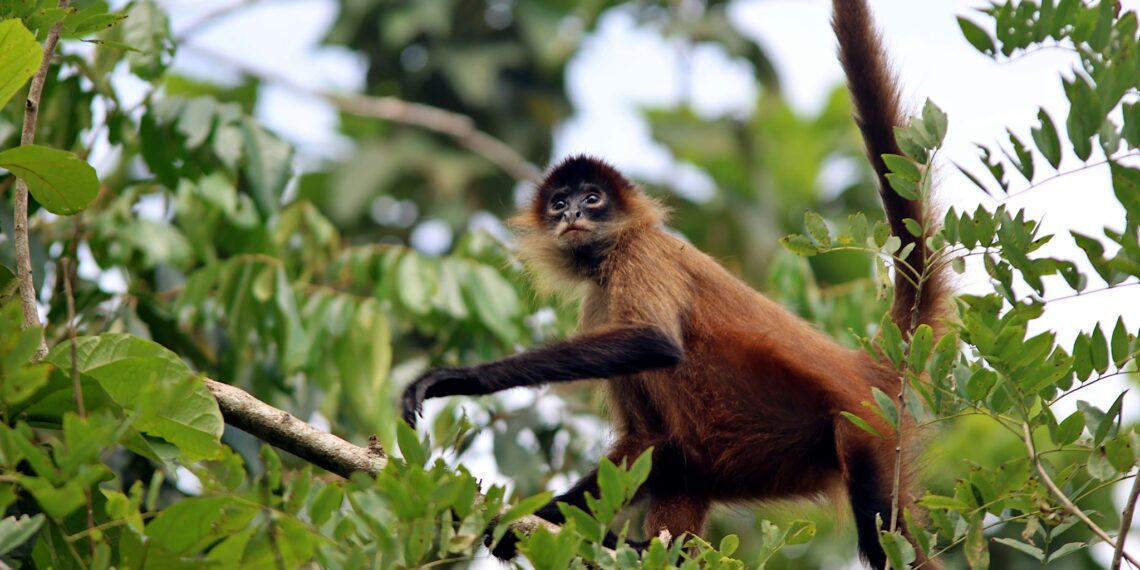 Klantervaring Arrezina en familie,Costa Rica Mexico,spider monkey Tortuguero NP