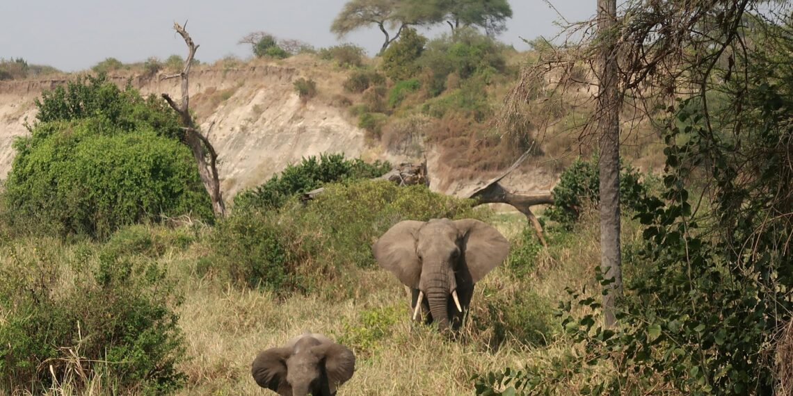 Klantervaring Hans en zoon,Tanzania,Tarangire NP olifanten