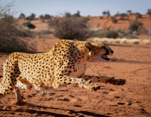 Klantervaring Frank en Yvonne,Namibië,cheetah Kalahari