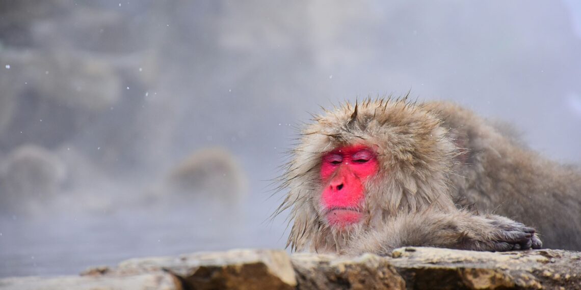 Klantervaring Anneke en familie,Japan,sneeuwapen