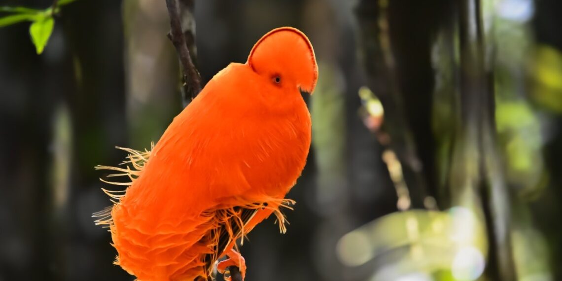 Klantervaring Cees en Marita,Guyana,vogel