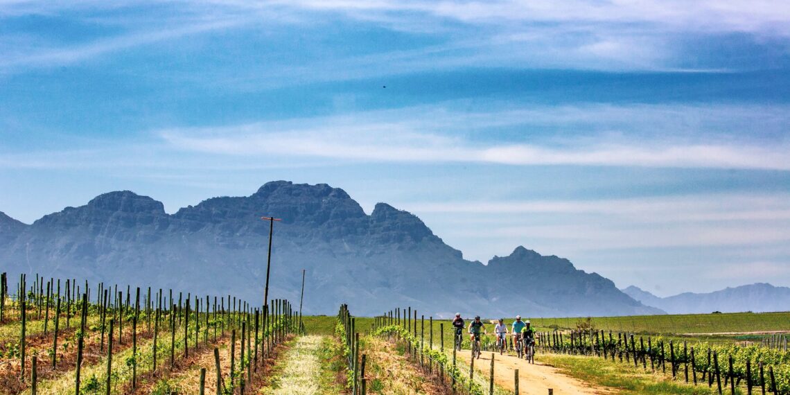Bike & Wine Tours,Zuid-Afrika,Stellenbosch wijngaarden 2