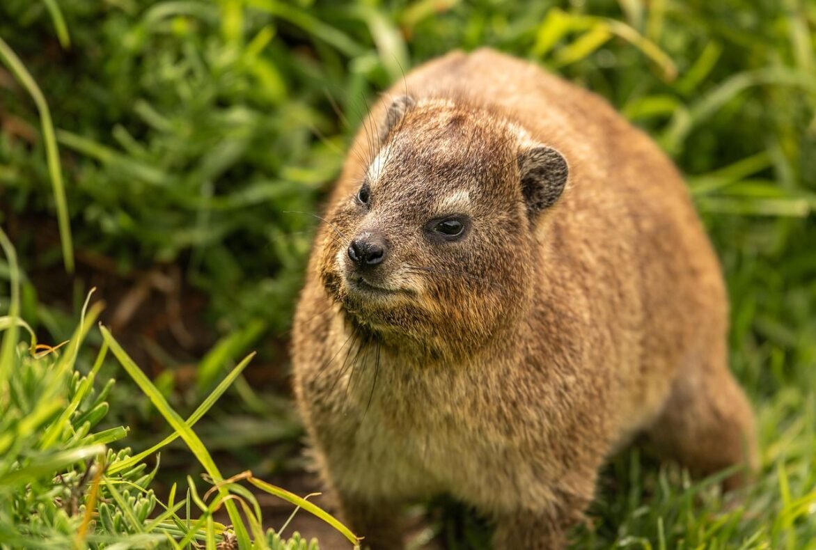 Klantervaring Elsje en familie,Zuid-Afrika,klipdas