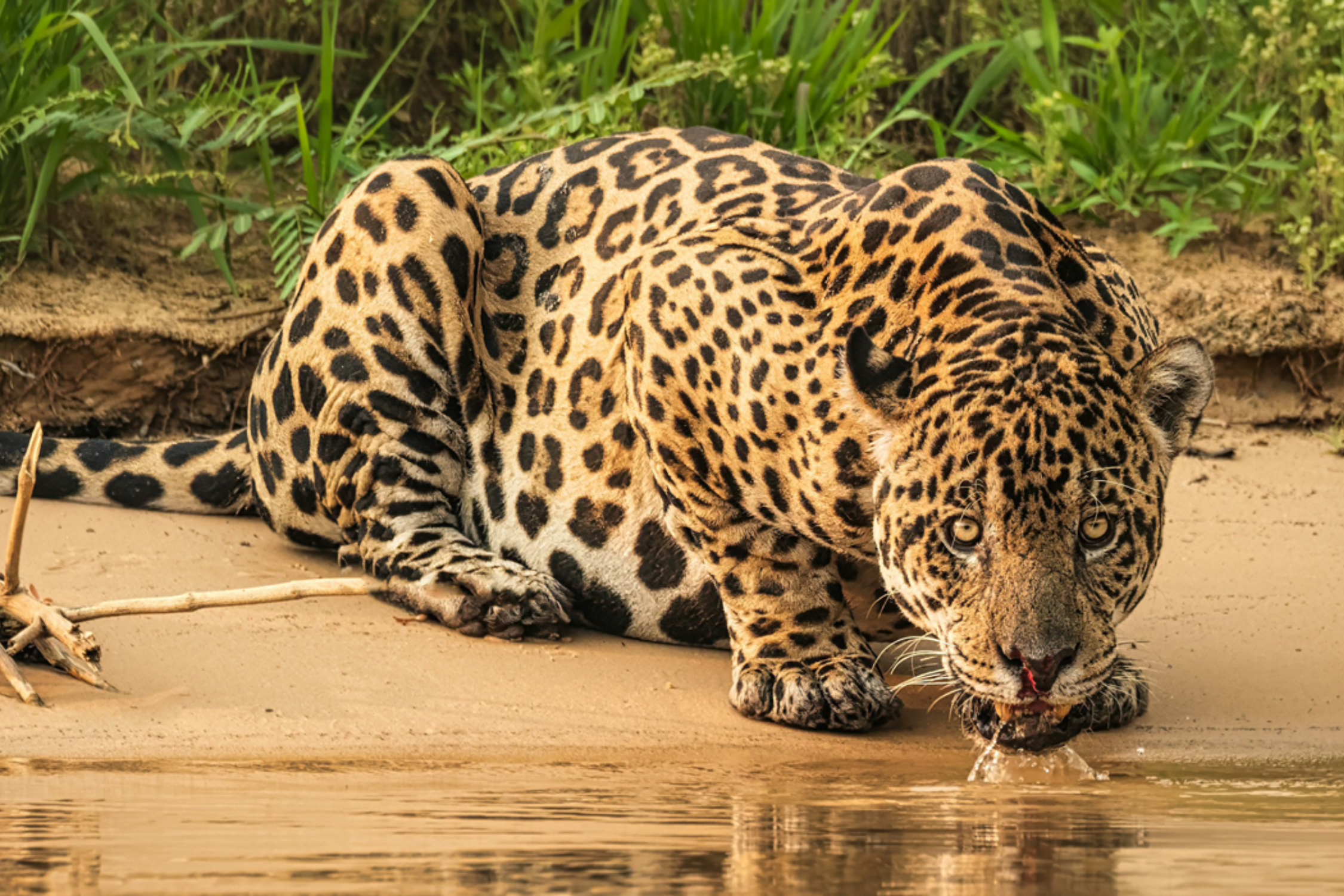 JAGUAR - BRAZILIË