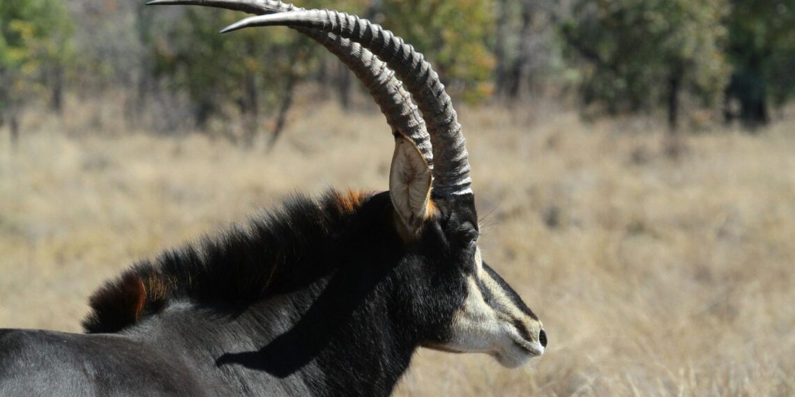 Klantervaring Camiel en Wies,Namibë,sabelantilope