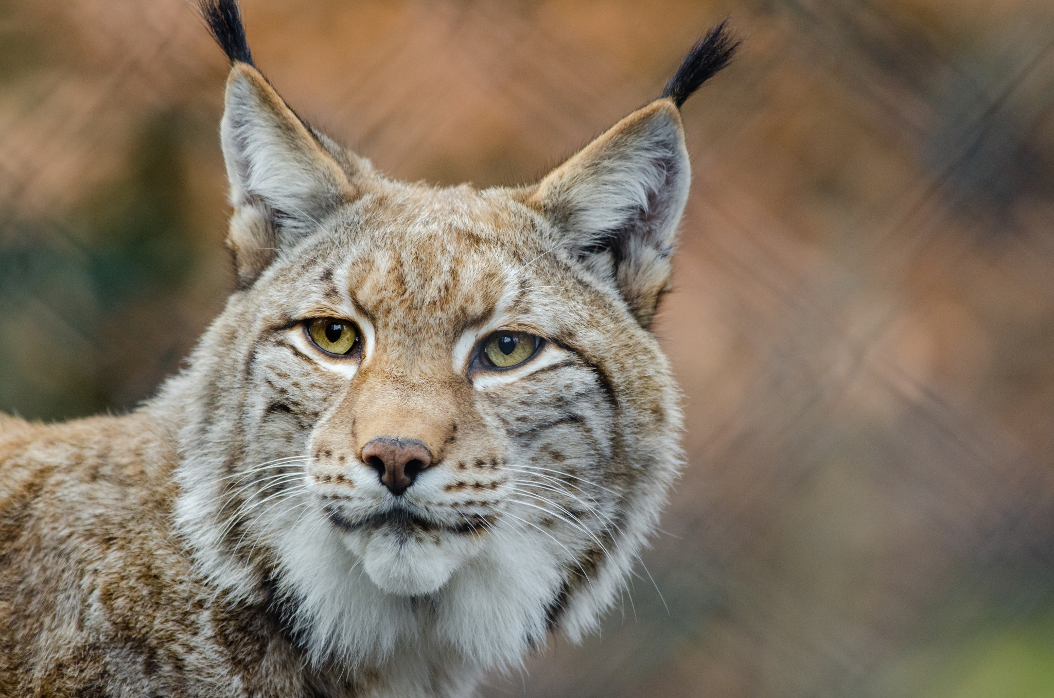 LYNX - SPANJE