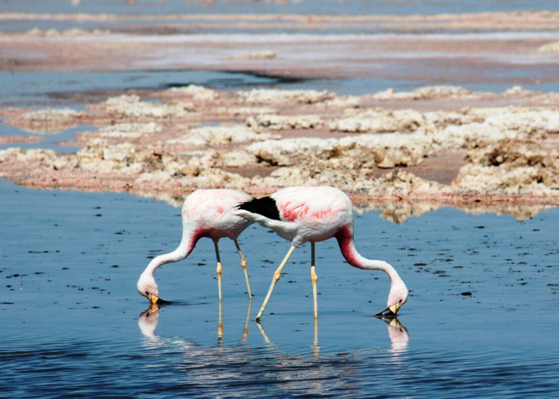 Klantervaring Cynthia, Edwin en gezin,Chili en Argentinië,flamingo's bij San Pedro de Atacama