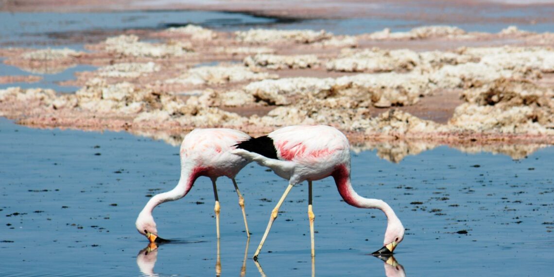 Klantervaring Cynthia, Edwin en gezin,Chili en Argentinië,flamingo's bij San Pedro de Atacama