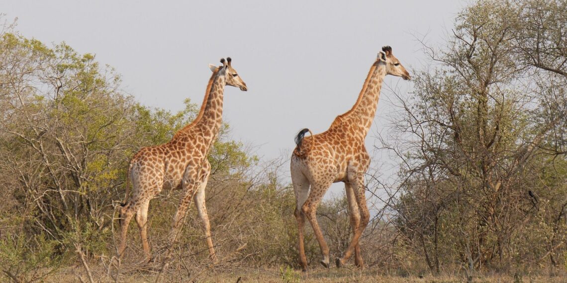 Klantervaring Bart en zijn familie,Zuid-Afrika en Mauritius,giraffen