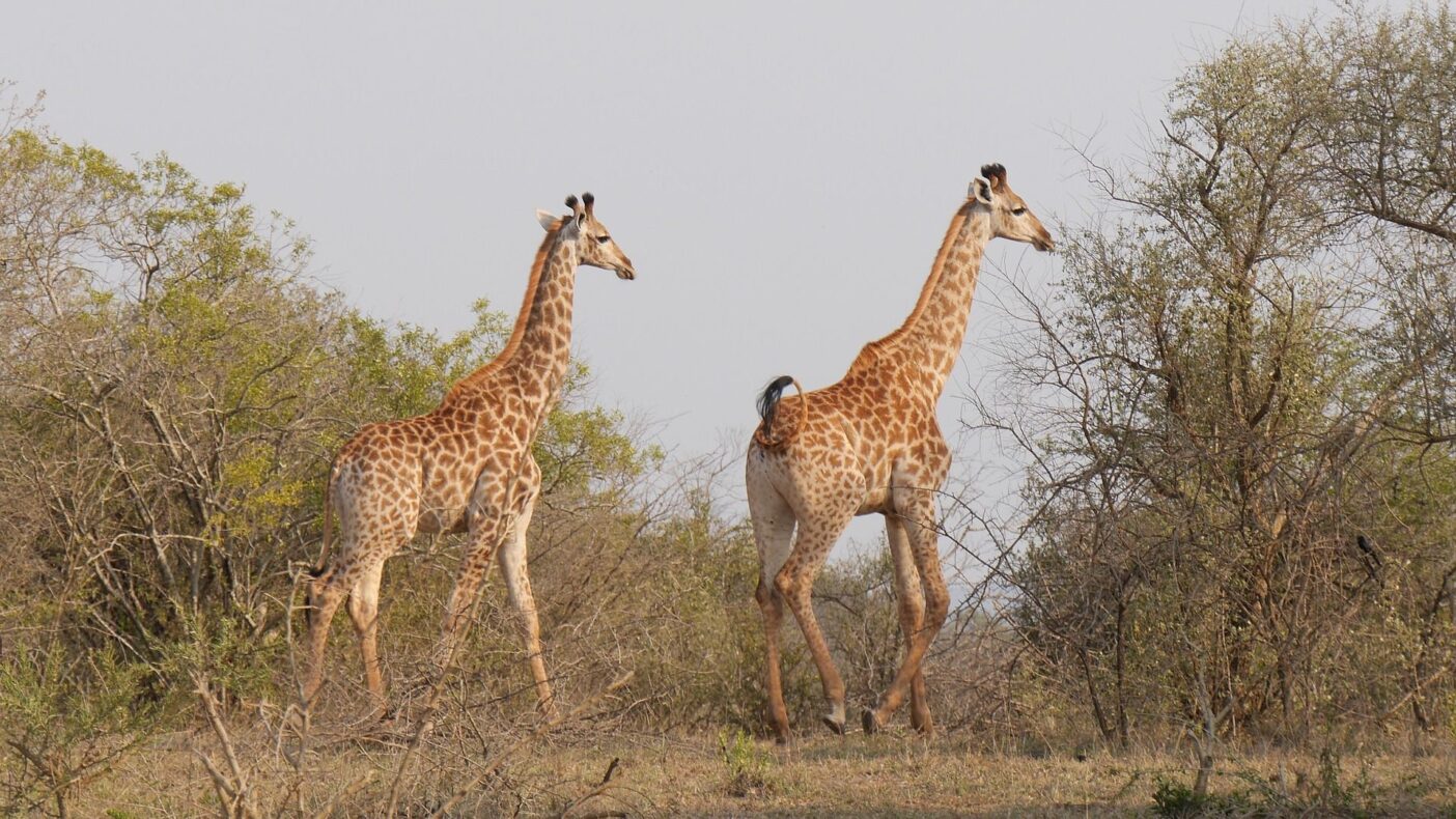 Klantervaring Bart en zijn familie,Zuid-Afrika en Mauritius,giraffen