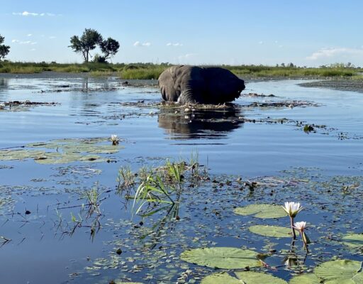 Exclusieve Botswana en Zambia Fly-In,Botswana Zambia,olifant in de Okavango Delta