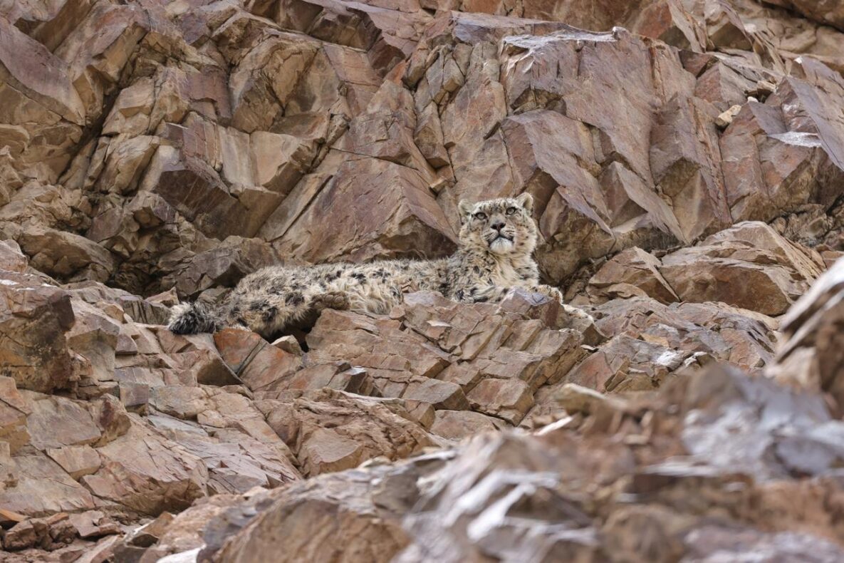 Karakoram Lodge,India, sneeuwluipaard