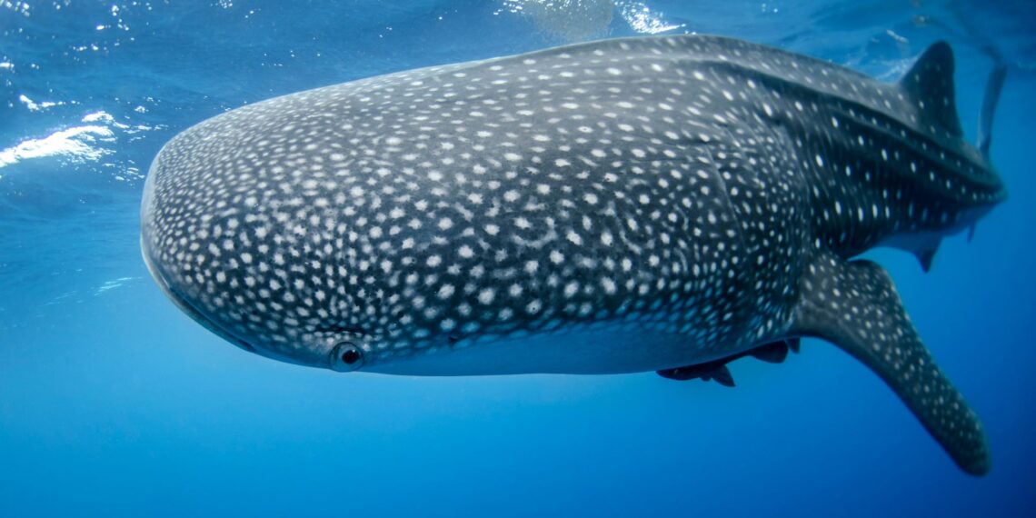 Duiken op Saba,Saba,walvishaai