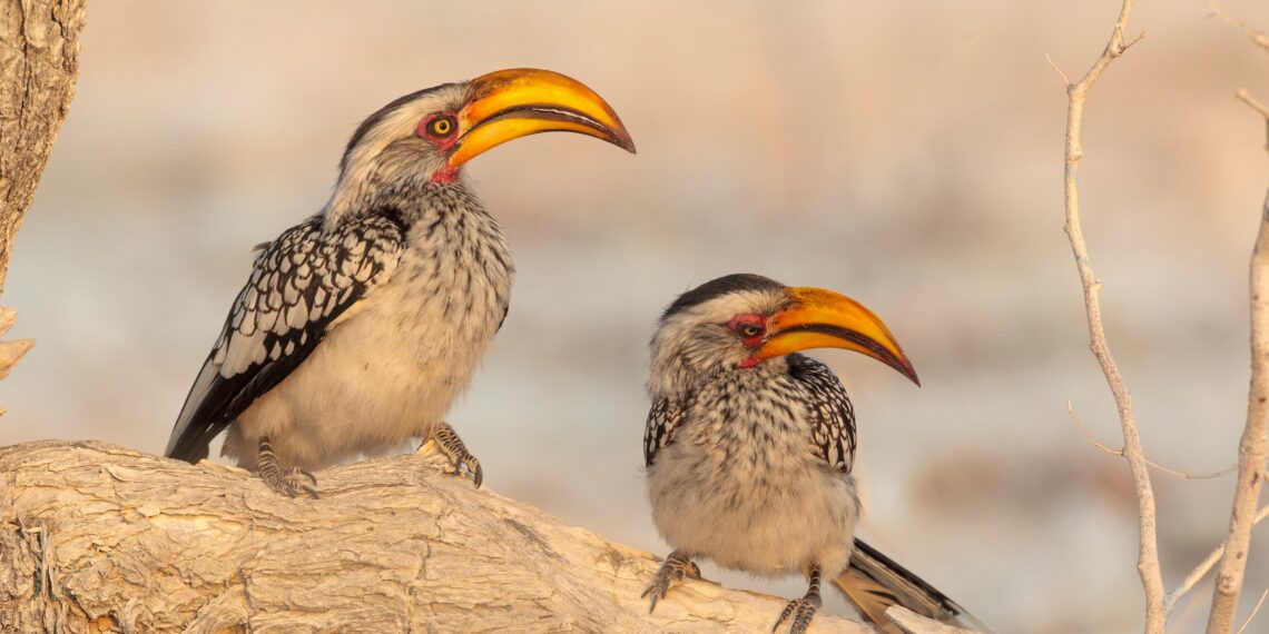 Klantervaring Pieter en Carlos,Namibië,neushoornvogel Etosha