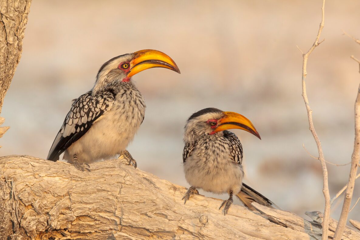 Klantervaring Pieter en Carlos,Namibië,neushoornvogel Etosha