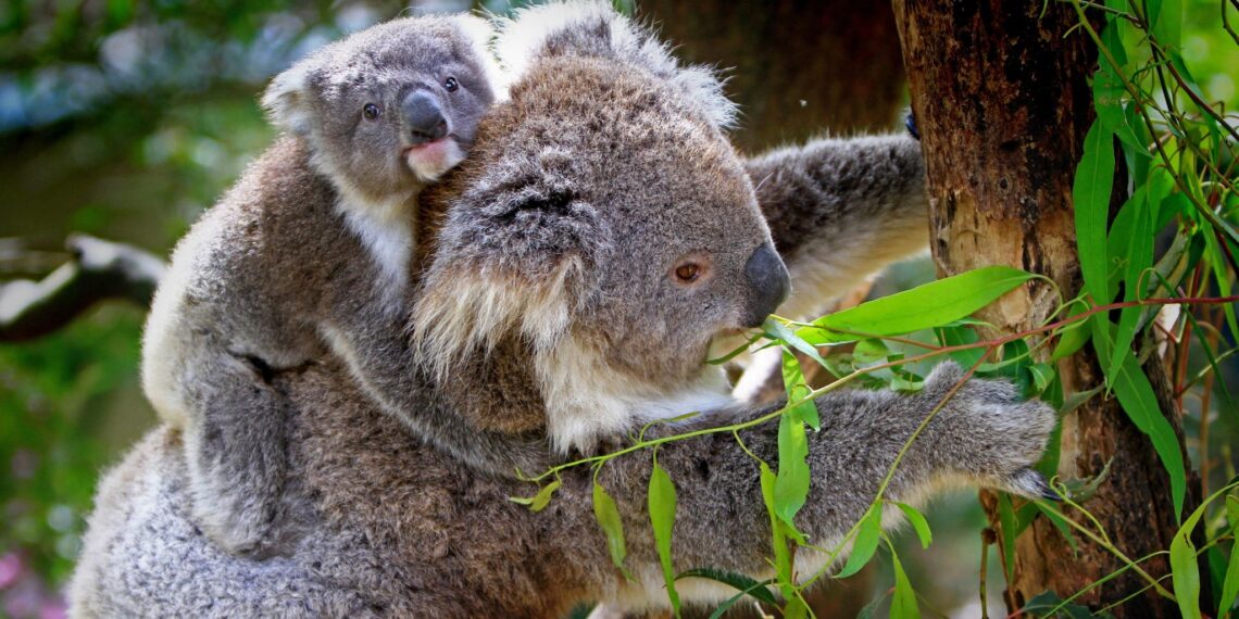 Familiereis Australië met Singapore,Australië,koalabeer met kleintje
