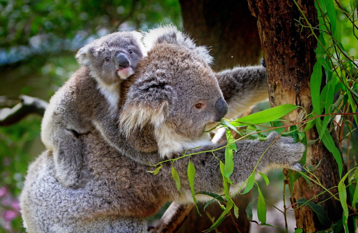 Familiereis Australië met Singapore,Australië,koalabeer met kleintje