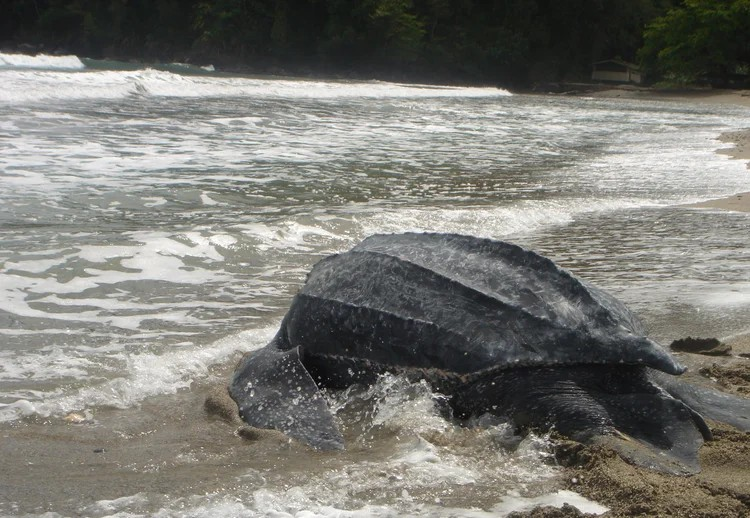 Acajou,Trinidad en Tobago,schildpad