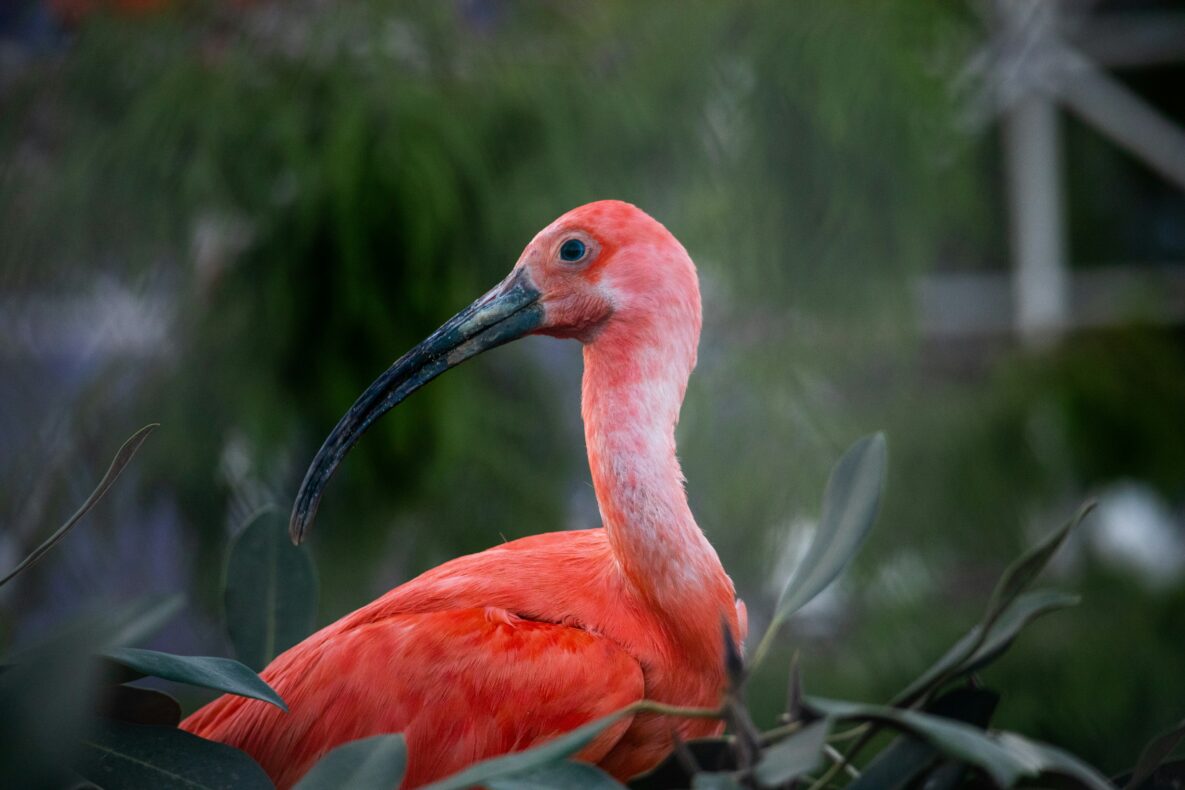 Trinidad en Tobago - birding - scarlet ibis