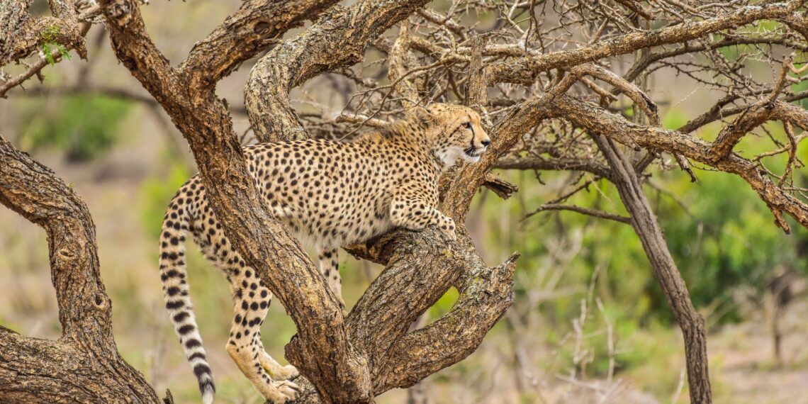 Klantervaring Hanneke en Hennie,Zuid-Afrikacheetah in boom Phinda Private Game Reserve