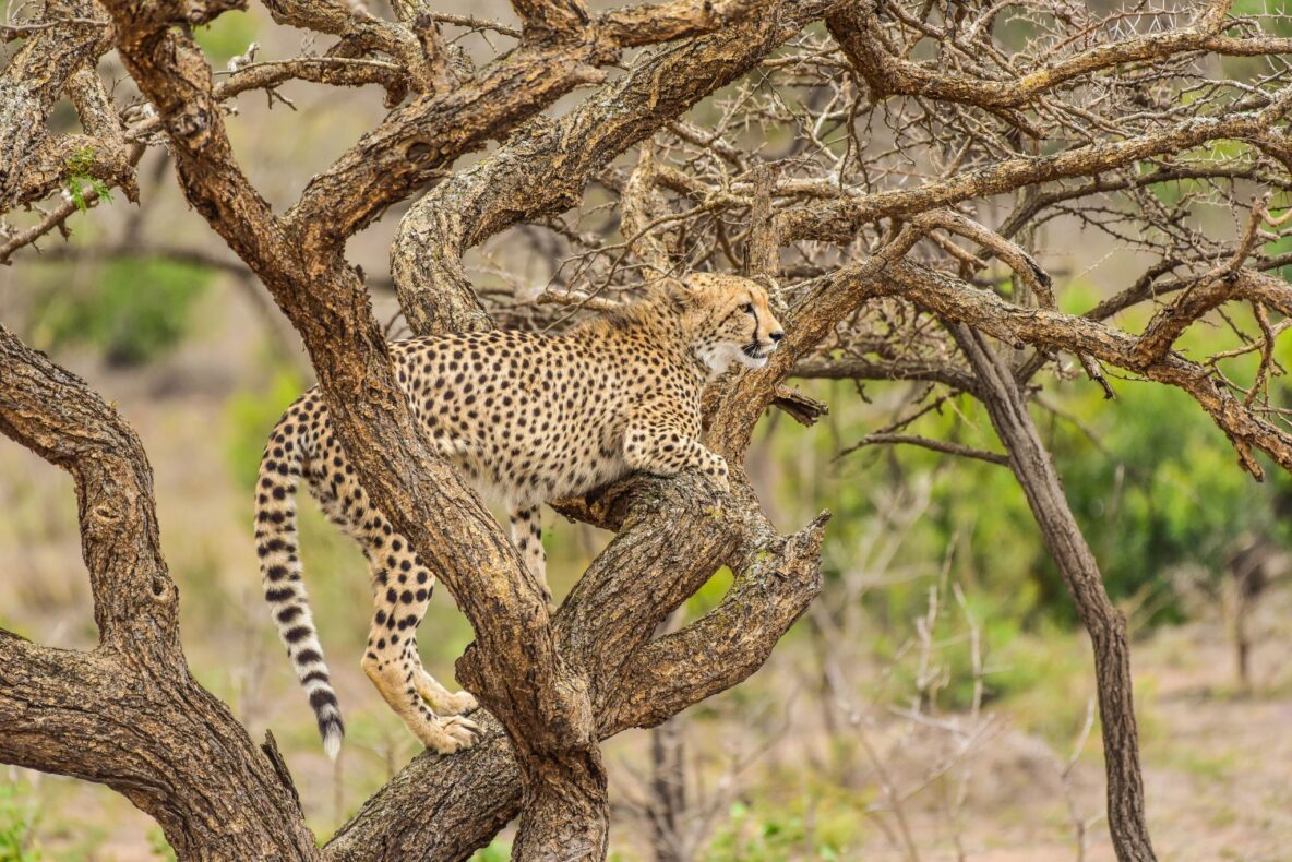 Klantervaring Hanneke en Hennie,Zuid-Afrikacheetah in boom Phinda Private Game Reserve